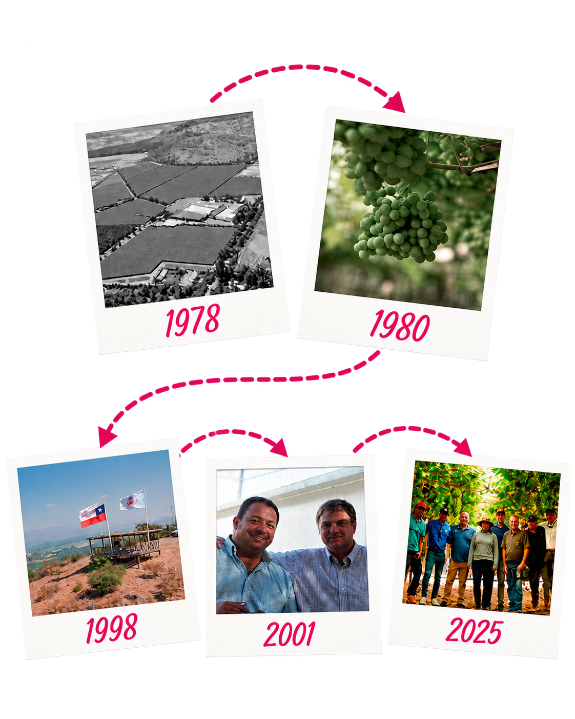 Línea del tiempo del viñedo 1978–2025 (1)